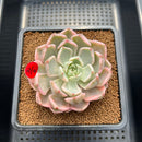 Echeveria 'Pretty In Pink' Variegated 3"-4" Succulent Plant Cutting