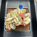 Echeveria 'Julia' Variegated Crested 3" Succulent Plant Cutting