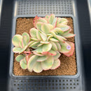 Echeveria 'Julia' Variegated Crested 3" Succulent Plant Cutting