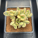 Cotyledon Tomentosa ‘Bear Paw’ Variegated 4" Succulent Plant Cutting