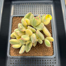 Cotyledon Tomentosa ‘Bear Paw’ Variegated 4" Succulent Plant Cutting