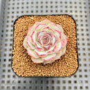 Echeveria 'Pomegranate' 2" New Hybrid Succulent Plant Cutting