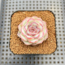 Echeveria 'Pomegranate' 2" New Hybrid Succulent Plant Cutting