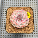 Echeveria 'Pomegranate' 2" New Hybrid Succulent Plant Cutting