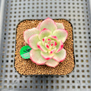 Echeveria Agavoides 'Indigo Ebony' Variegated 1"-2" Succulent Plant Cutting