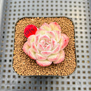 Echeveria 'Jenny' 2" Succulent Plant Cutting