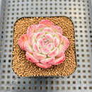 Echeveria 'Jenny' 2" Succulent Plant Cutting