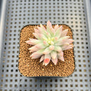 Sedum 'Morganium' Variegated 2" Cutting Succulent Plant