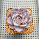 Echeveria 'Black Raccoon' 2" Succulent Plant Cutting