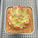 Echeveria 'Flamenco' Variegated 2" Succulent Plant