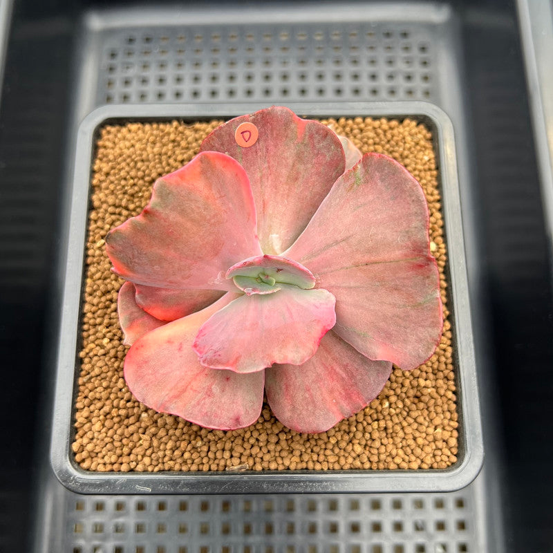 Echeveria 'Red Phoenix' Variegated 3" Succulent Plant Cutting