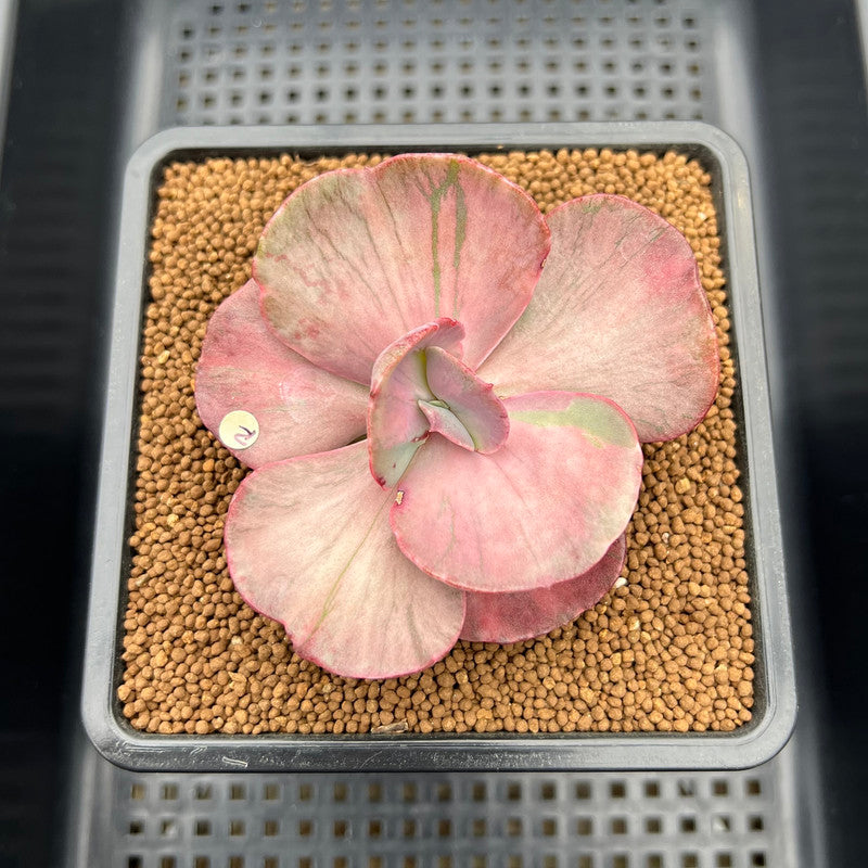 Echeveria 'Suyon' Variegated 3" Succulent Plant Cutting