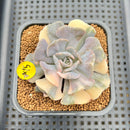 Echeveria 'Cubic Frost' Variegated 2"-3" Succulent Plant Cutting