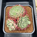 Echeveria sp. 4"-5" Cluster Succulent Plant Cutting