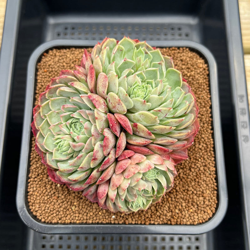 Echeveria sp. 4"-5" Cluster Succulent Plant Cutting