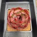 Echeveria 'Dark Maple' 4" Succulent Plant Cutting
