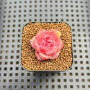 Echeveria 'Amber Sugar Heart' 1" Succulent Plant Cutting