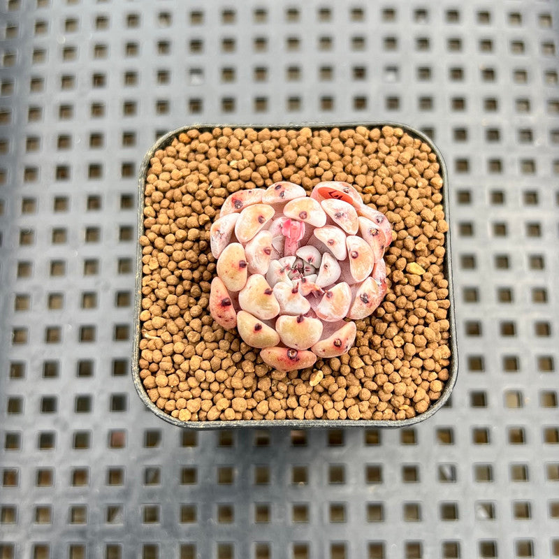 Echeveria Cuspidata var. Zaragozae 1" Succulent Plant Cutting