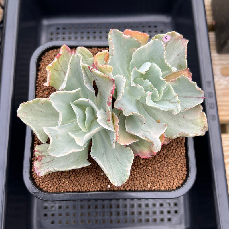 Echeveria 'Japan Moon River' Unique Variegation 4" Succulent Plant Cutting