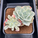 Echeveria 'Japan Moon River' Unique Variegation 4" Succulent Plant Cutting