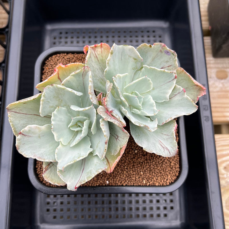 Echeveria 'Japan Moon River' Unique Variegation 4" Succulent Plant Cutting