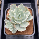 Echeveria 'Japan Moon River' Unique Variegation 4" Succulent Plant Cutting