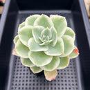 Echeveria 'Lemon Rose' Variegated 3"-4" Succulent Plant Cutting