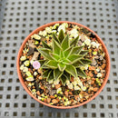 Echeveria Lutea 1'-2" (100% Grown In House) Succulent Plant