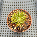 Echeveria Lutea 1'-2" (100% Grown In House) Succulent Plant