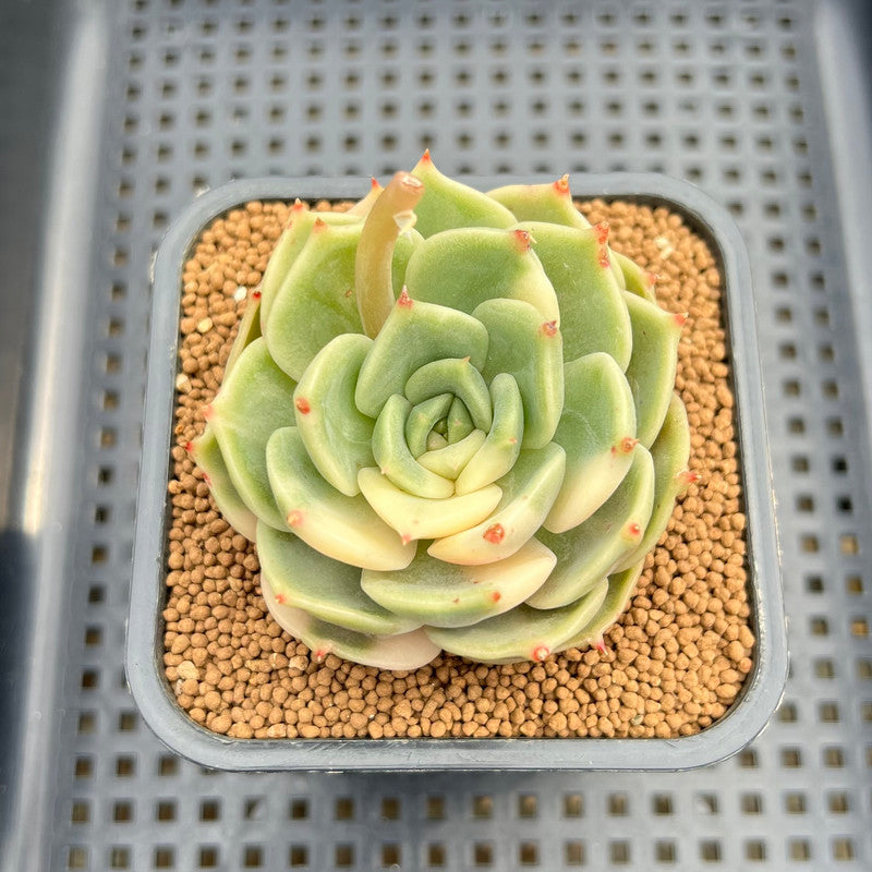 Echeveria 'Lake Baikal' Variegated 2"-3" Succulent Plant Cutting