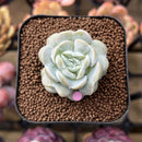 Echeveria 'Heart Angel' 1"-2" Succulent Plant Cutting