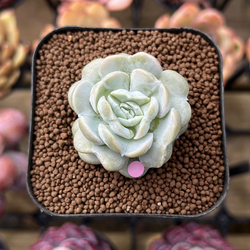 heart succulent echeveria cheyenne Echeveria 'Heart Angel' 1"-2" Succulent Plant Cutting – True Succulents Plant Co