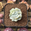 Echeveria 'Heart Angel' 1"-2" Succulent Plant Cutting