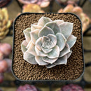 Echeveria 'Ana' Variegated 1"-2" Succulent Plant Cutting