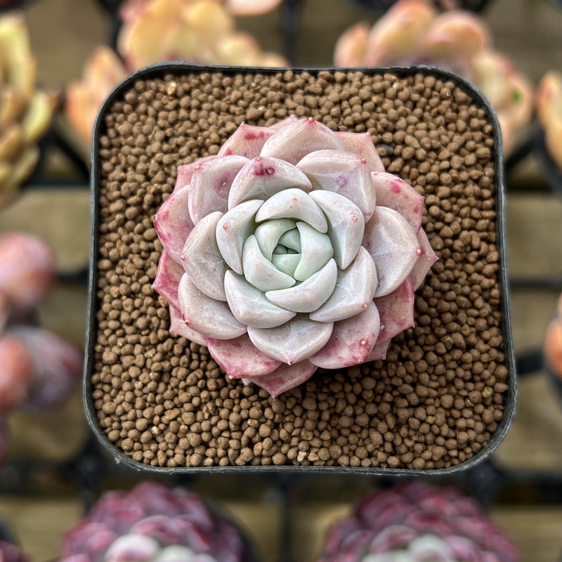 Echeveria 'Pink Spot' 1