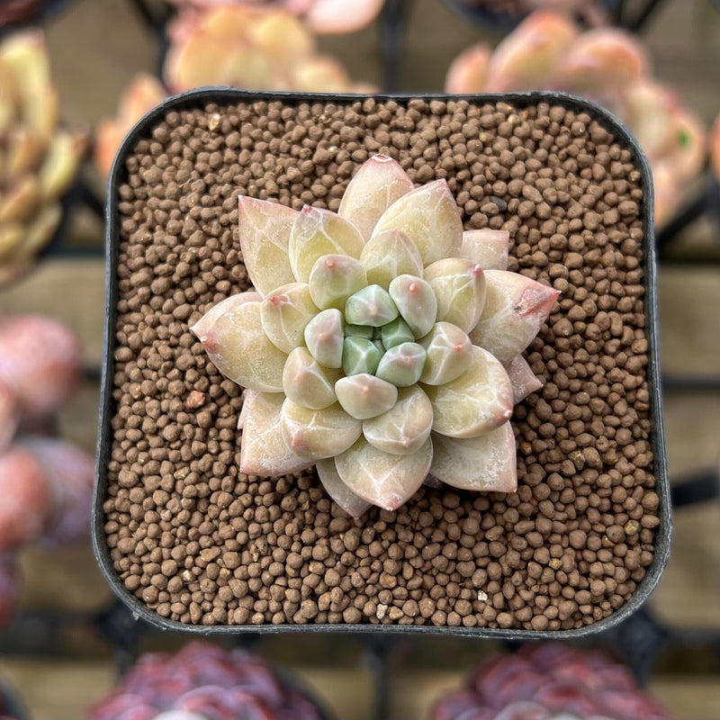 unicorn succulent Pachyphytum 'Unicorn' 1" Small Changhee Hybrid Succulent Plant