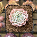Echeveria 'White Zaragoza' 2" Succulent Plant Cutting