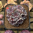 Echeveria 'Wiz Beauty' 2" Succulent Plant Cutting