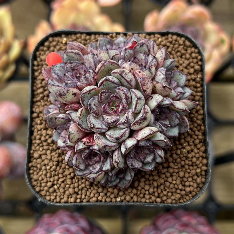 succulent beauty Echeveria 'Wiz Beauty' 2