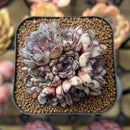 Echeveria 'Wiz Beauty' 2" Succulent Plant Cutting