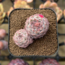 Echeveria 'Lovely Cherry' 1"-2" Succulent Plant Cutting