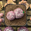 Echeveria 'Lovely Cherry' 1"-2" Succulent Plant Cutting