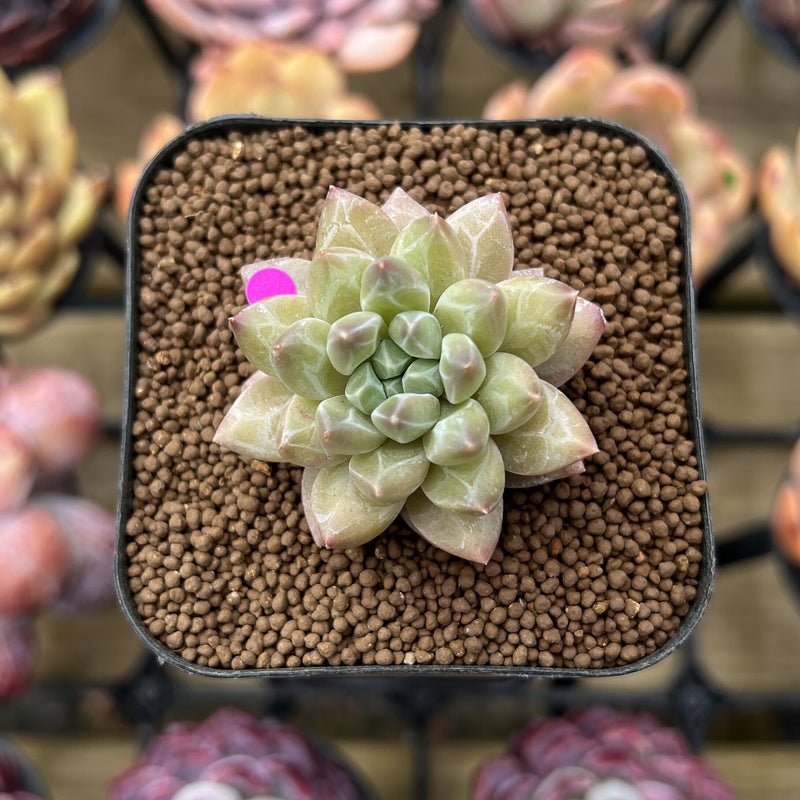 unicorn succulent plant Pachyphytum 'Unicorn' 1" Small Changhee Hybrid Succulent Plant
