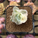 Echeveria 'Lovely Rose' Variegated 1" Succulent Plant