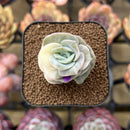 Echeveria 'Lovely Rose' Variegated 1" Succulent Plant