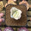 Echeveria 'Lovely Rose' Variegated 1" Succulent Plant