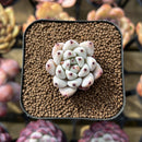 Echeveria 'Biju' 1" Succulent Plant Cutting