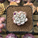 Echeveria 'Biju' 1" Succulent Plant Cutting