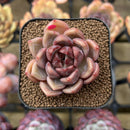 Echeveria 'Dark Ice' 2" Succulent Plant Cutting