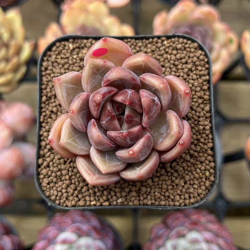 dark ice succulent Echeveria 'Dark Ice' 2" Succulent Plant Cutting